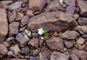 Arctic Sandwort